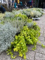 Im Anschluss an die Preisverleihung wurden die verwendeten Pflanzen an zwei Berliner Schulen gespendet...