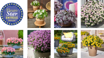 Der FleuroStar-Wettbewerb findet jhrlich im Juni whrend der FlowerTrials-Woche in den Niederlanden und Deutschland statt.