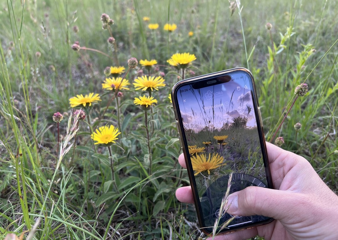 Die „Flora Incognita“-App hat neue Künstliche Intelligenz erhalten.