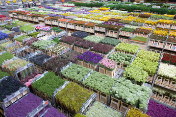 Beim europischen Verbraucher waren Blumen und Pflanzen auch 2011 sehr gefragt, wodurch die Umstze stiegen