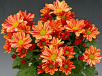 Topfchrysantheme "Flores"