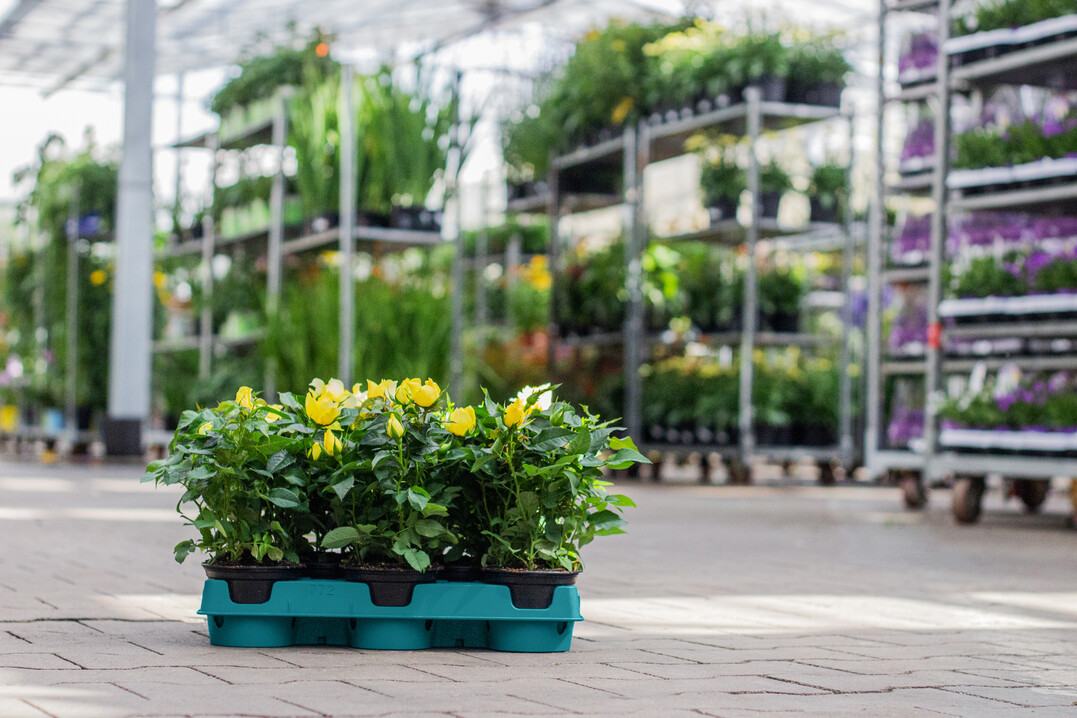 Das Unternehmen Pflanzen-Kölle wird im Rahmen der eigenen Nachhaltigkeitsstrategie im Jahr 2023 als Pilotprojekt insgesamt 22.000 Floritray-Paletten der Formate 771 und 772 einsetzen.