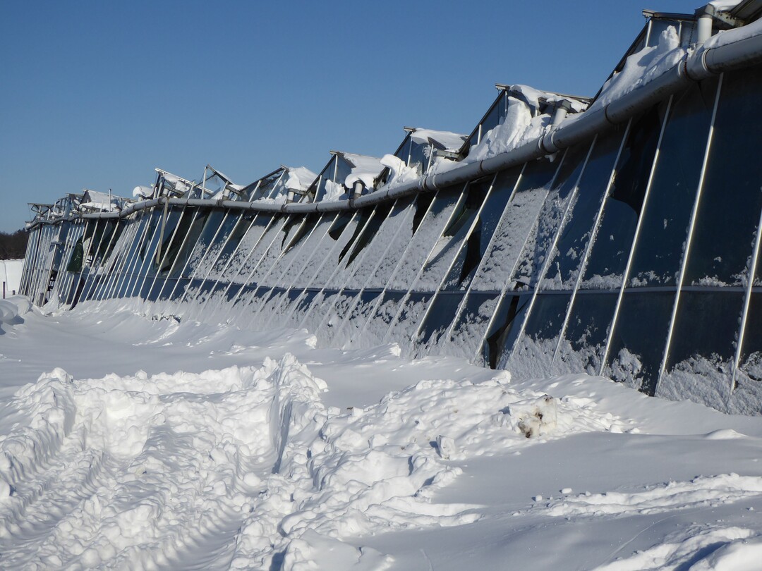 Sehr massiv und kompakt lastete der Schnee auf dieser Gewchshausanlage im Mnsterland. Dies fhrte zu erheblichem Glasbruch und schlielich zu einem Zusammenbruch groer Teile der Konstruktion.  