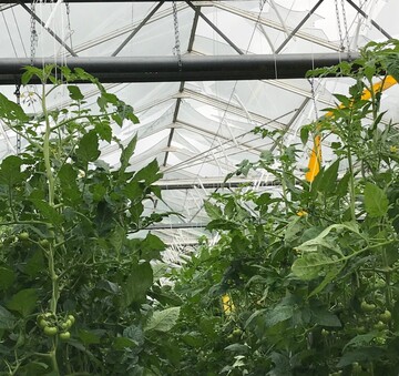 Nach nur dreiwchiger Ernte muss die Tomatenproduktion in diesem Betrieb komplett aufgegeben werden. 