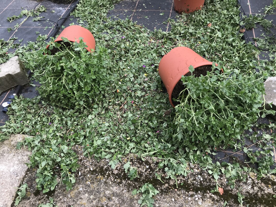 Diese Freiland-Chrysanthemen wurden durch den Hagel regelrecht geschreddert.