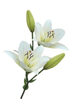 Warum haben Sie den Berufsweg des Gärtners gewählt?