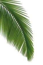 Palme steht für Frieden und Leben