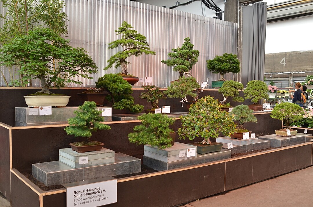 Die Bonsai-Freunde Nahe-Hunsrck e.V. beteiligte sich mit einem groen Sortiment an verschiedenen Bonsaibumen.