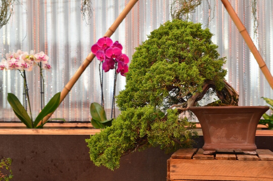 Nicht preisgekrnt, aber ein echter Hingucker ist dieser Juniperus chinensis Itoigawa der Bonsai-Freunde Nahe-Hunsrck im Zusammenspiel mit strahlenden Orchideen