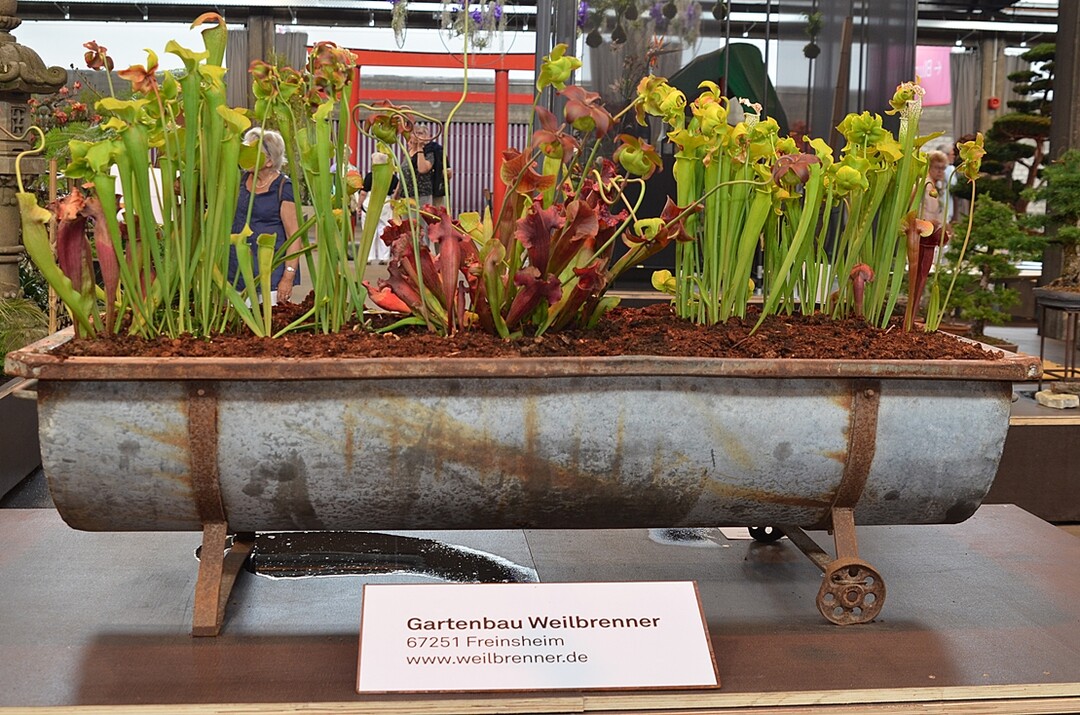 Goldprmierte Verbindung aus Schrott und Leben: Das Sarracenia Sortiment von Gartenbau Weilbrenner aus Freinsheim