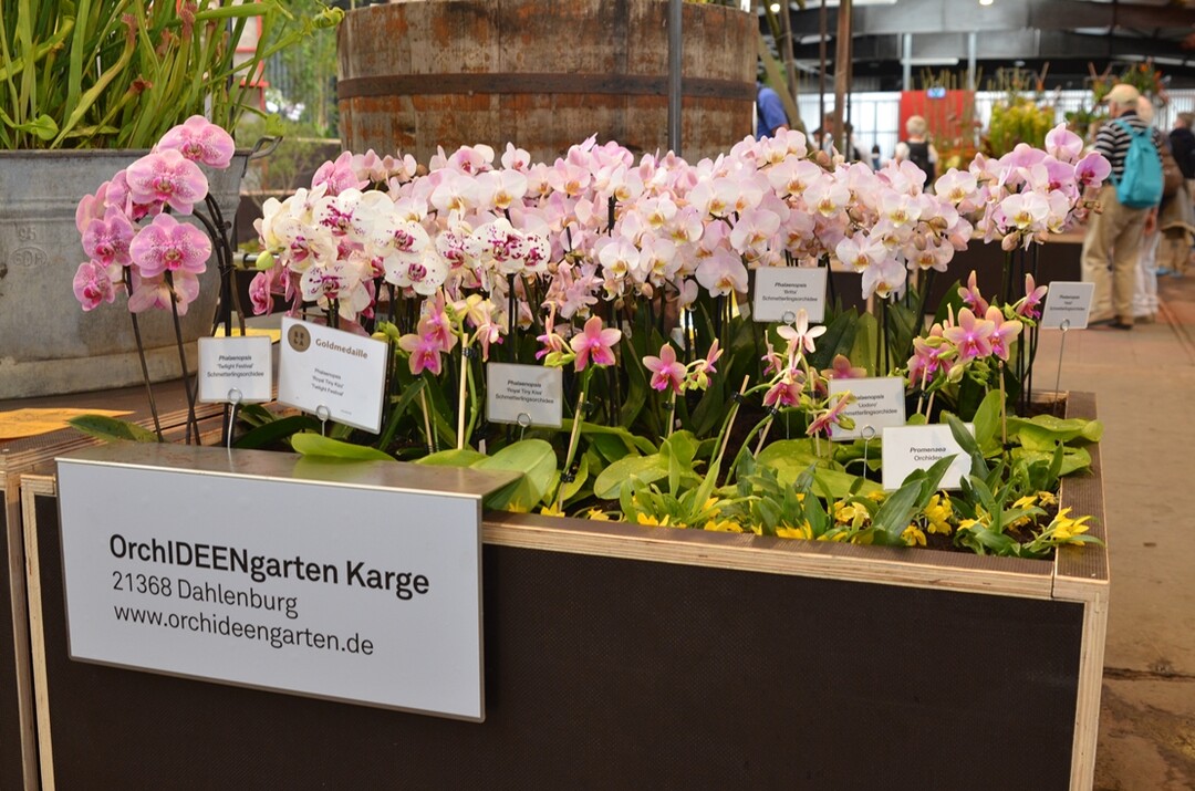 Faszinierendes Farbspiel: Phalaenopsis Royal Tiny Kizz und Twilight Festival vom Orchideengarten Karge aus Dahlenburg.