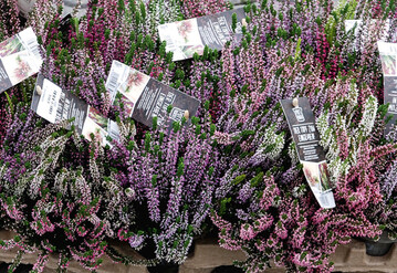 Calluna-Handelsware im 
12-cm-Pottburri.
