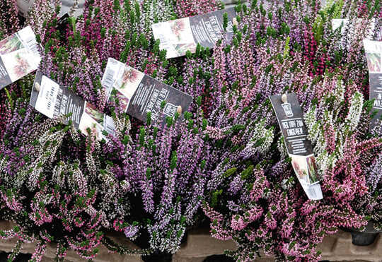 Calluna-Handelsware im 
12-cm-Pottburri.