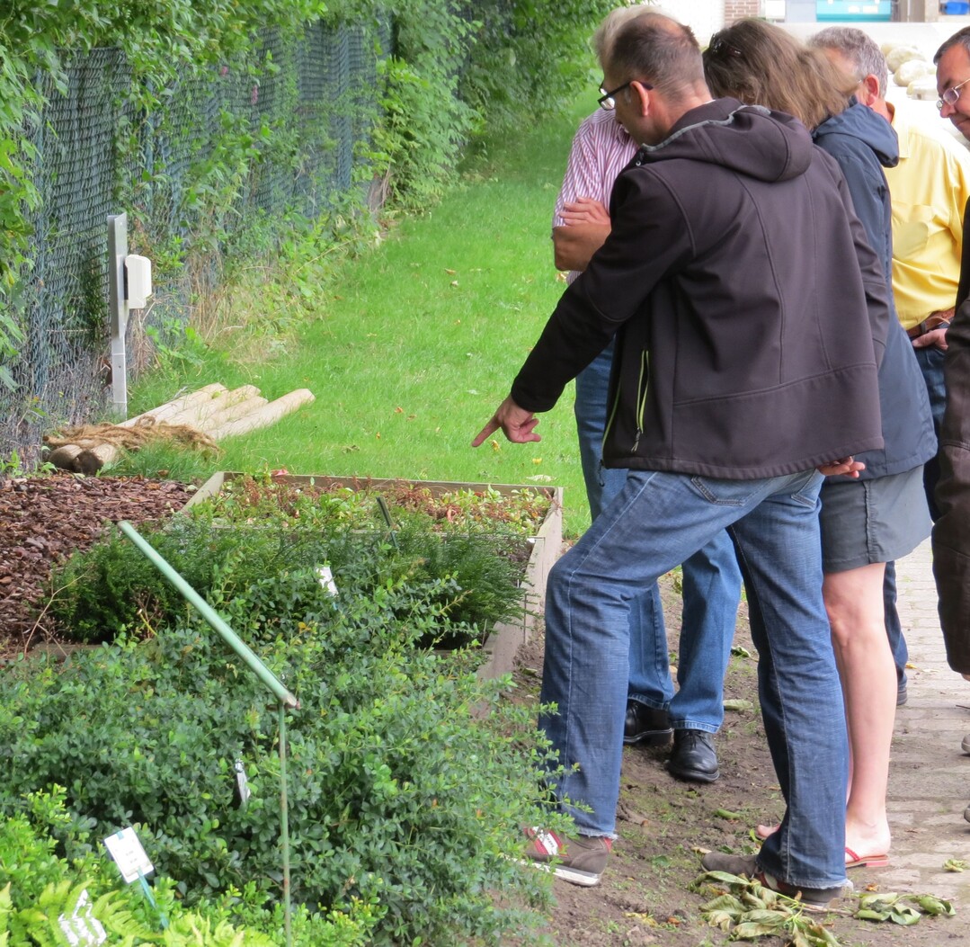 Die Teilnehmer des BdF-Arbeitskreises Pflanze besichtigen die Versuche mit Bodendeckern im Baum-Schattenbereich der LWK Hannover.
