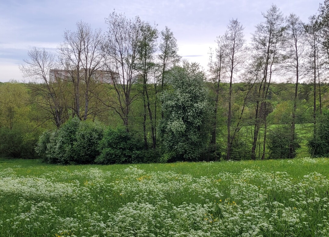 ppiges Grn durch regenreiches Frhjahr