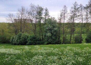 ppiges Grn durch regenreiches Frhjahr