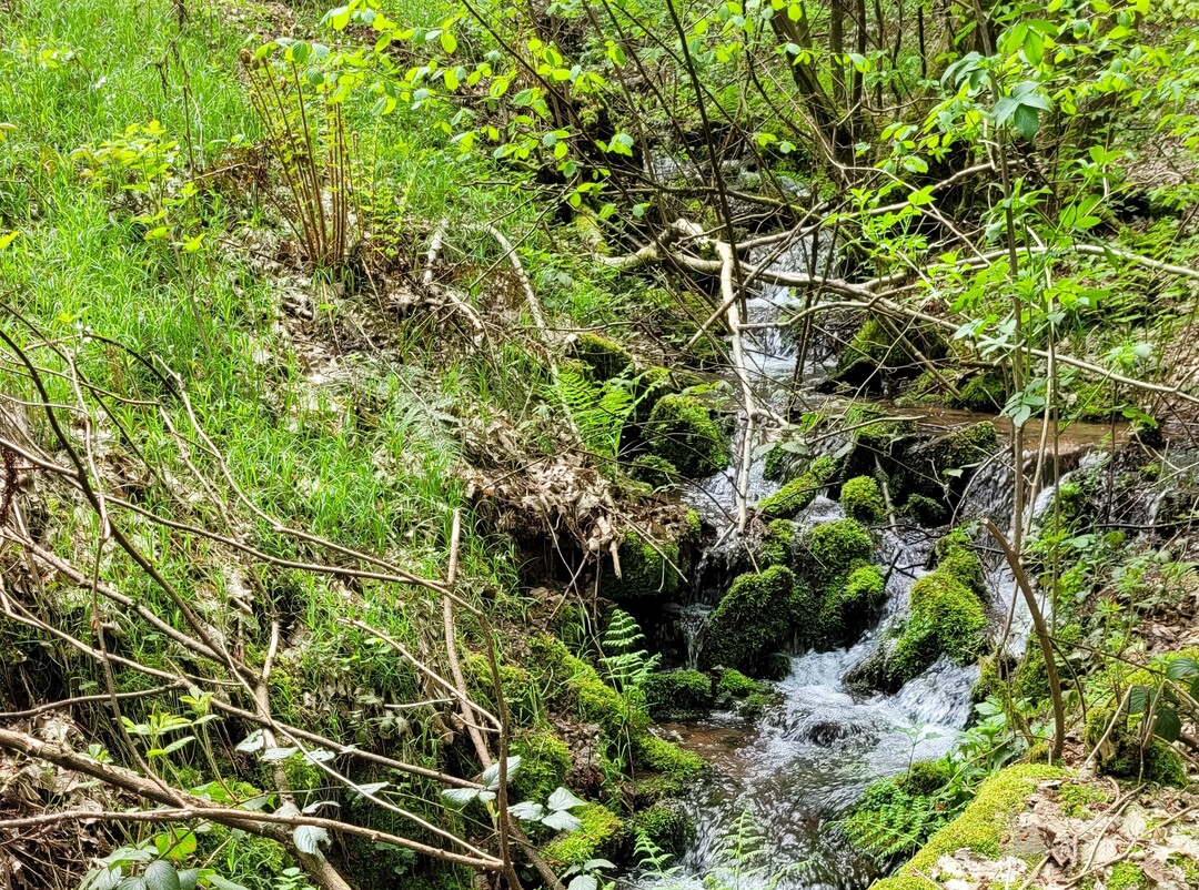 Durch das regenreiche Frhjahr fhrten viele Wasserlufe wieder Wasser.