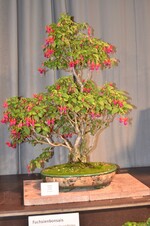 Einen ganz besonderen Platz in der Ausstellung haben die Fuchsienbonsais von Stefan Brunnert aus Dortmund.