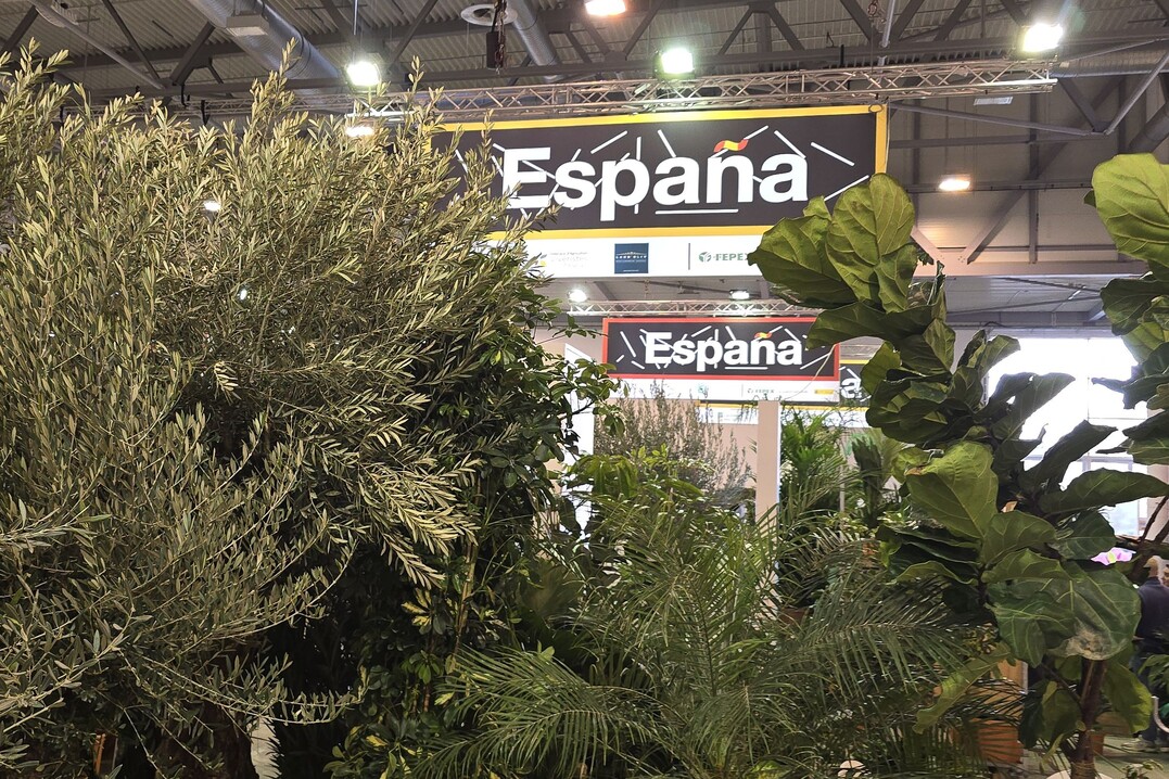 The Spanish exhibitors are taking up a large area with their joint stand and have brought an impressive range of Mediterranean shrubs.