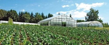 Alt neben neu: Neues
Folienhaus von Gtsch
& Flschle neben altgedientem
Folientunnel