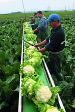 Viele Gemüsebauern stehen wegen niedrigster Preise mit dem Rücken zur Wand.