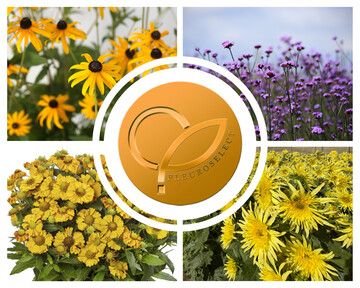 Die vier Fleuroselect-Goldmedaillen-Gewinner 2023 (im Uhrzeigersinn von links oben): Rudbeckia fulgida var. sullivantii
"Goldblitz" (PanAmerican Seed), Verbena bonariensis
"Vanity" (Van Hemert & Co.), Helianthus annuus
"Lemon Cutie"
(SeedSense) und Helenium autumnale
"HayDay Golden Bicolor"
(Syngenta Flowers)