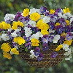 Wüchsiges Stiefmütterchen für die Ampel