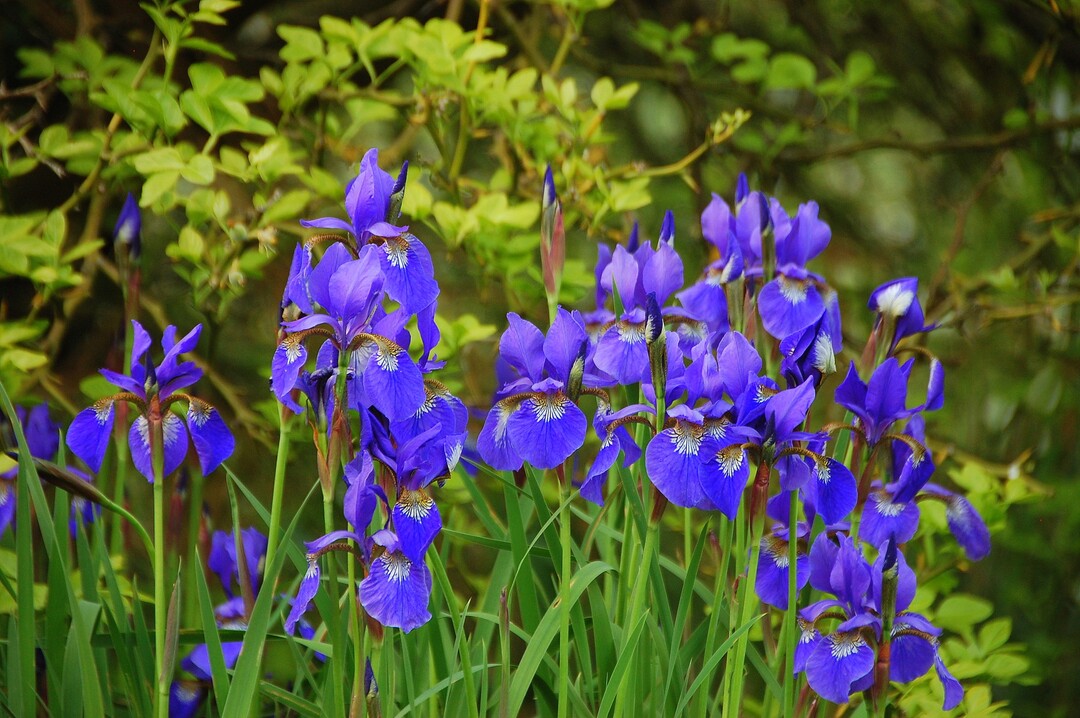 Die griechische Göttin Iris (Regenbogen) ist Namenspatronin dieser Staude. Neben dem Knallblau dieser Iris sibirica reicht das Farbspektrum der zahlreichen Iris-Arten von Weiß Weiß über Gelb, Orange, Rot und Blau bis fast Schwarz.