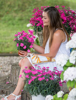 Die Nelken-Neuzüchtung Nellieke ist "Pflanze des Jahres im Norden 2017"