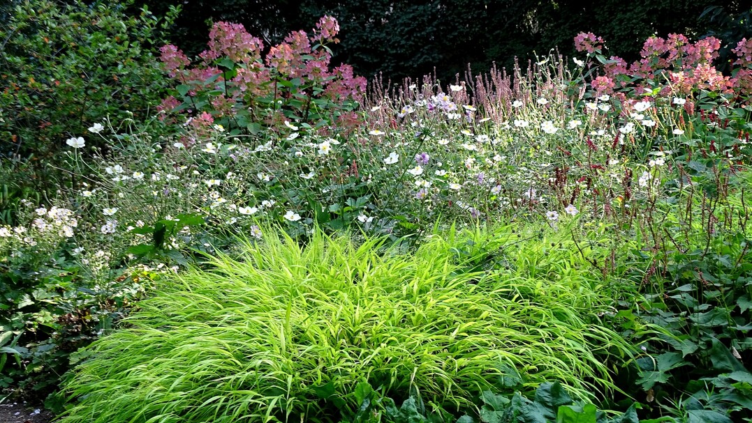 Hakonechloa als verbindendes Element vor Japan-Anemonen, Kerzen-Knterich und Blut-Weiderich
