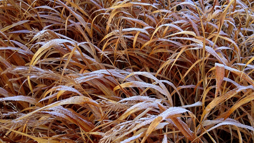 Die herbstlich verfärbten Halme von Hakonechloa schmücken Rabatten und Gefäße bis zum nächsten Frühjahr.
