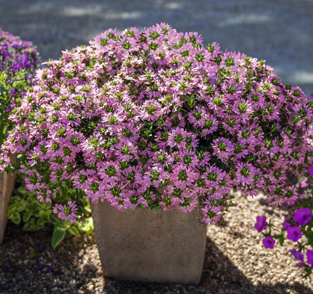 Pastell-Rosa erstrahlen die Blten des Knigsfchers (Scaevola). Die Balkonpflanze des Jahres 2023 in Rheinland-Pfalz vertrgt starke Sonne ebenso wie Halbschatten.Der Knigsfcher bevorzugt sonnige Standorte, vertrgt auch Hitze und gelegentliche Trockenheit recht gut und ist beliebt bei bestubenden Insekten. Die Pflanzen wachsen buschig, leicht hngend und lassen sich gut mit anderen Sommerblumen und Blattschmuckpflanzen kombinieren. Ein Ausputzen oder Zurckschneiden des Knigsfchers ist nicht ntig.