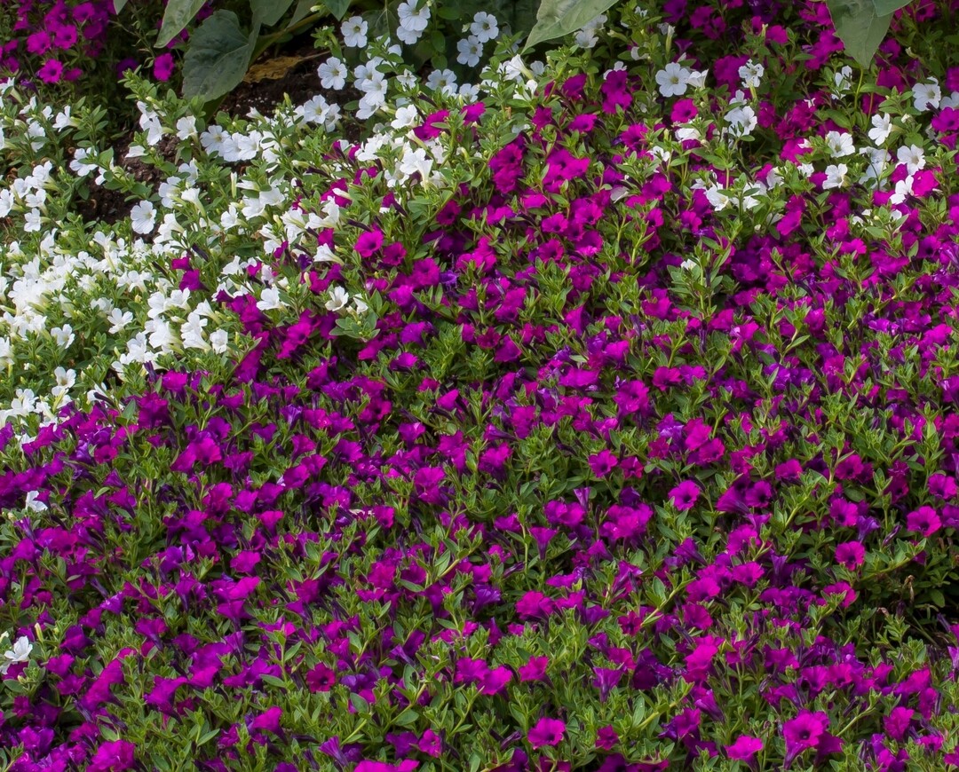 Unzhlig vielen kleinen Blten verdankt Petite fleur ihren Namen. Die kleinen Trompeten berziehen die Gewinnerin aus Sachsen wie ein farbenfroher Teppich.Den Sommer ber bilden sich immer wieder neue Blten. Weder Regen noch pralle Sonne kann den schnen Sommerblumen etwas anhaben. Wichtig ist ein heller, sonniger Standort. Regelmiges Gieen und wchentliches Nachdngen erhalten die Wuchskraft. Dann begeistert die Pflanze mit buschig, bis zu 50 Zentimeter langen, bltenbesetzten Trieben. Weil sich Petite fleur dabei gut verzweigt, bedeckt sie innerhalb kurzer Zeit Balkonksten, Blumenampeln und Gefe.