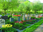 In Gönningen bringt man den Frühling jetzt zum 5. Mal mit Tulpen und anderen Zwiebelblumen zum Leuchten. Auch die Gräber auf dem parkähnlichen Friedhof wurden mit Blumenzwiebeln bepflanzt.