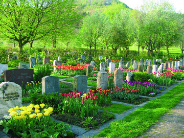 In Gnningen bringt man den Frhling jetzt zum 5. Mal mit Tulpen und anderen Zwiebelblumen zum Leuchten. Auch die Grber auf dem parkhnlichen Friedhof wurden mit Blumenzwiebeln bepflanzt.