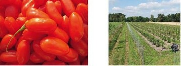 Links: Goji-Frchte sind durch ihre Inhaltsstoffe sehr wertvoll fr die Gesundheit Rechts: Seit drei Jahren steht diese Goji-Plantage