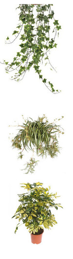 Efeu (oben), Grünlilie (Mitte) und Schefflera (unten) gehören zu den besonders fleißigen Luftreinigern