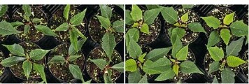 So zeigten sich die Poinsettien fnf Wochen nach dem Stecken in einem Substrat mit Nitrat (rechts) und Ammonium (links)als nahezu einziger lslicher Mineralstickstoffform.