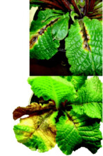 Pseudomonas marginalis (bakterieller Schaderreger) an Primula: oben Befallsbeginn an ältesten Blättern mit wässrigen Vergilbungen an der Hauptader Rechts: fortgeschrittener Befall mit Nekrotisierung der Blattfläche