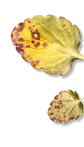 Cercospora-Blattflecken an Viola tricolor