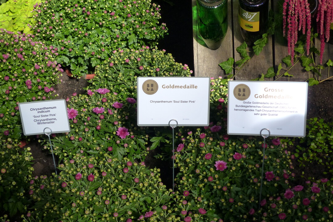 Groe Gold der DBG fr das Chrysanthemen-Sortiment von Blumen und Pflanzen Vatter