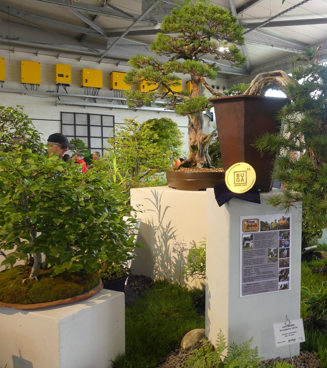 Groe Goldmedaille fr Bonsai Lorsch.