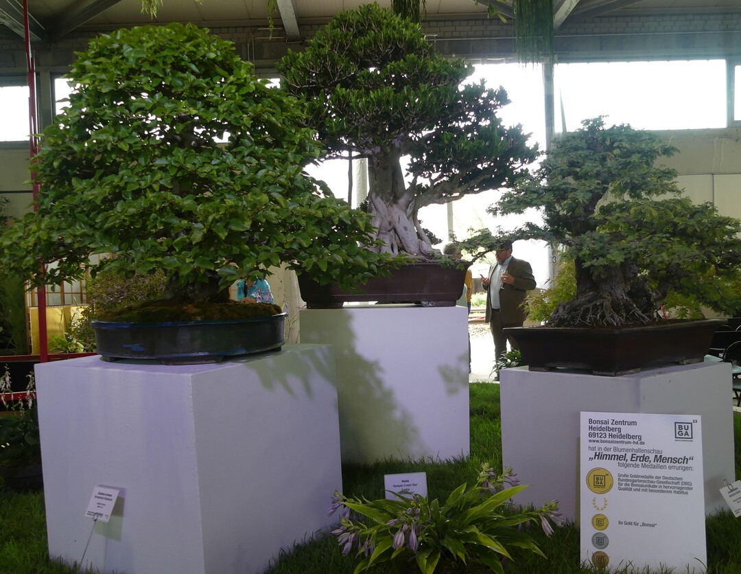 Groe Goldmedaille und Einzelgold fr das Bonsai Zentrum Heidelberg