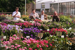Die Flower Trials 2011 finden vom 14. bis 17. Juni vor allem im Westland und im Raum Aalsmeer statt.