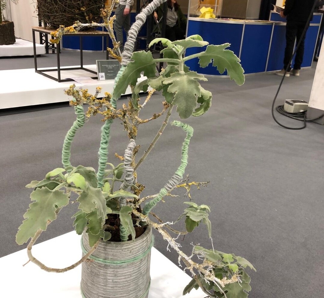 First place at the IPM Trade Fair Cup in the "Green Hero in the Top" category went to Sina Krger, a trainee at Grterei Schlter in Bad Oeyenhausen.