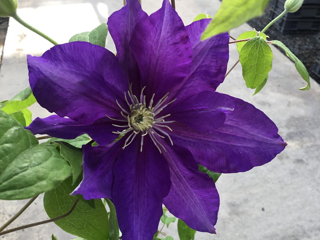 Clematis "Duchess of Cornwall" Evipo (The Guernsey Clematis Nursery Ltd)