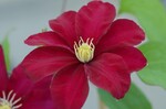 Clematis "Issey" Evipo