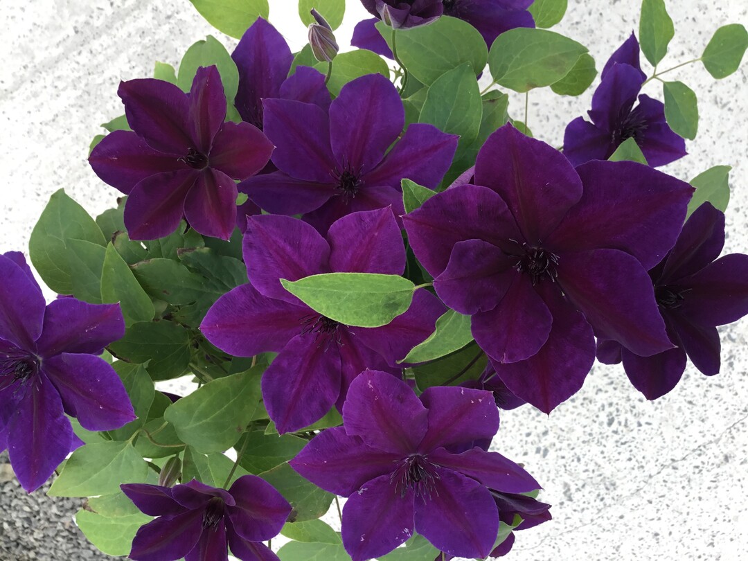 Clematis "Ravel" Evipo
