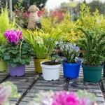 Für jede Pflanze gibt es die farblich passenden Pflanztöpfe von Technoplant.