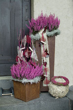 Moderne Präsentationskonzepte rund um Erica, Calluna & Co. können die Besucher der Herbstmesse von GASA Germany in einem Workshop selbst gestalten.